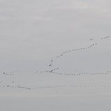 Härliga fågelstråk i Rügen..