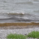 Till och med fåglarna lyfte för att parera varje våg vid stranden..